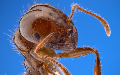 What to Do if You Get Bit and Stung by Fire Ants